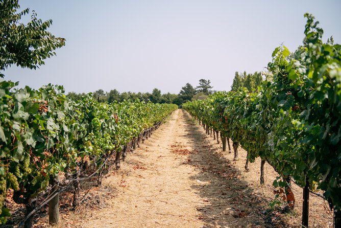 San Francisco Super Saver: Muir Woods & Wine Country W/ Optional Gourmet Lunch - Additional Information