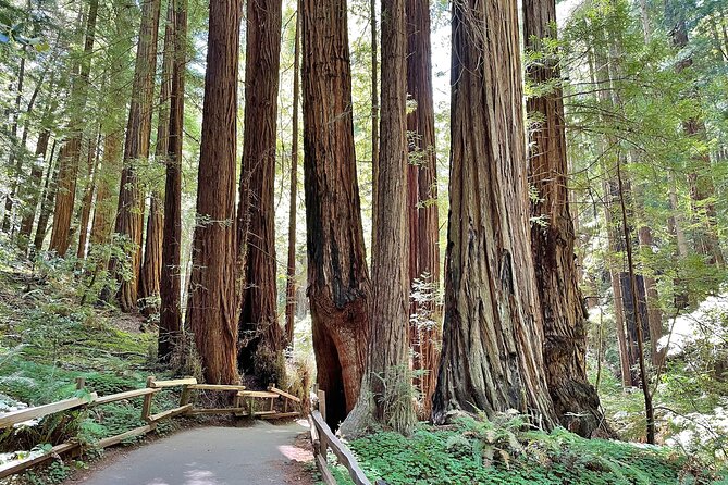 San Francisco to Muir Woods Cycling Tour - Cancellation and Flexibility Policies