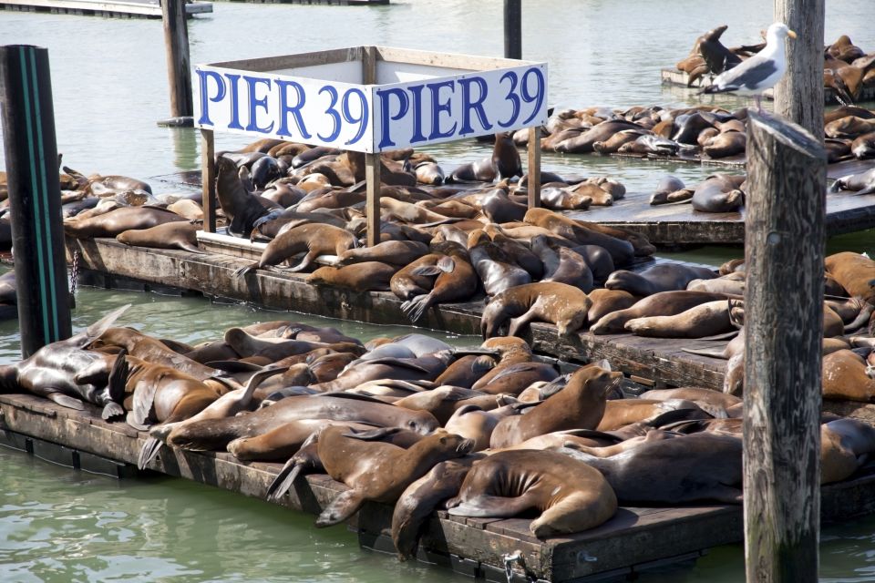 San Francisco Ultimate City Tour With Bay Cruise Option - Guided City Tour