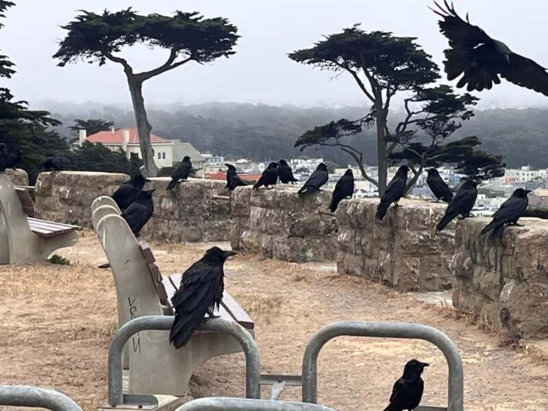 San Francisco: Wild Coast Tour - The Scenic Lands End Coastal Trail