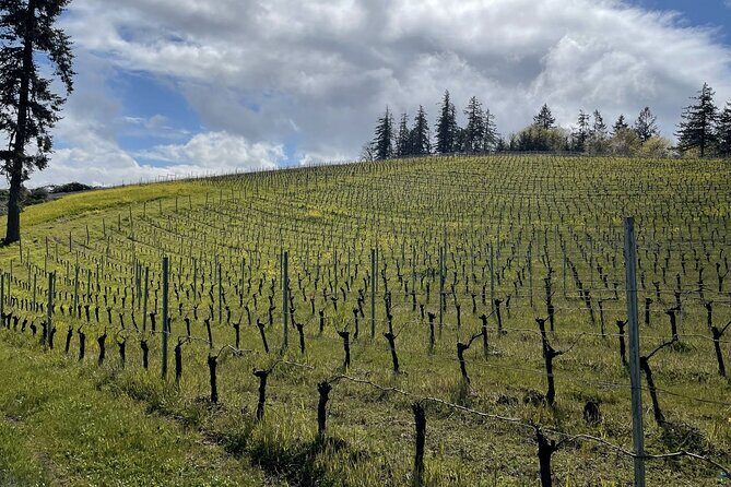 San Francisco Wine Country Tour in EV VW Van - Exploring the Tour Experience