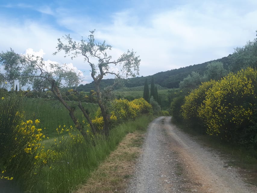 San Gimignano: E-Bike Tour with Tasting - Who Is This Tour Best For?