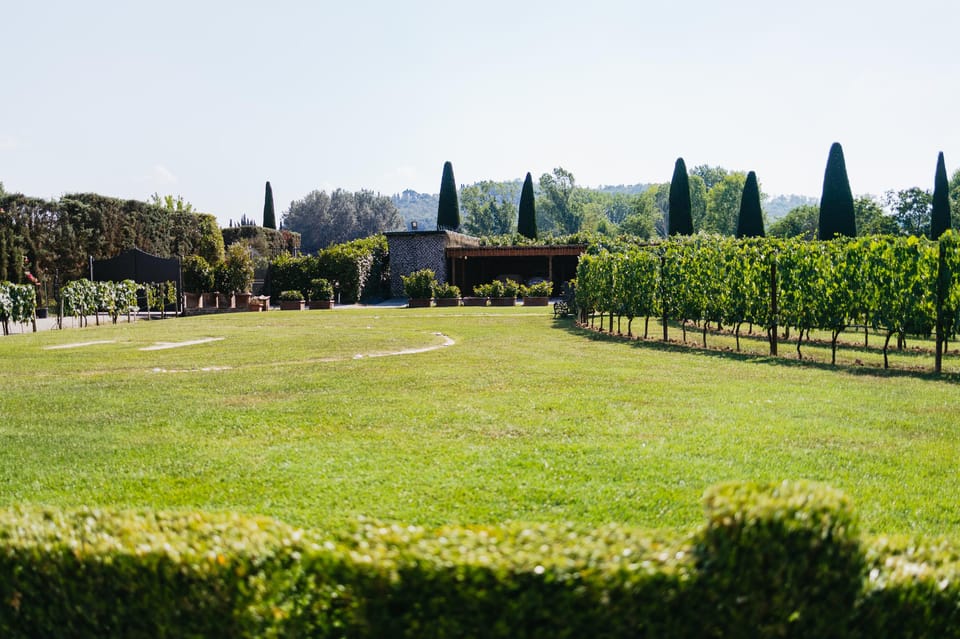 San Gimignano: Tuscan Vineyard Lunch with Wine Tasting - A Complete Look at the Experience