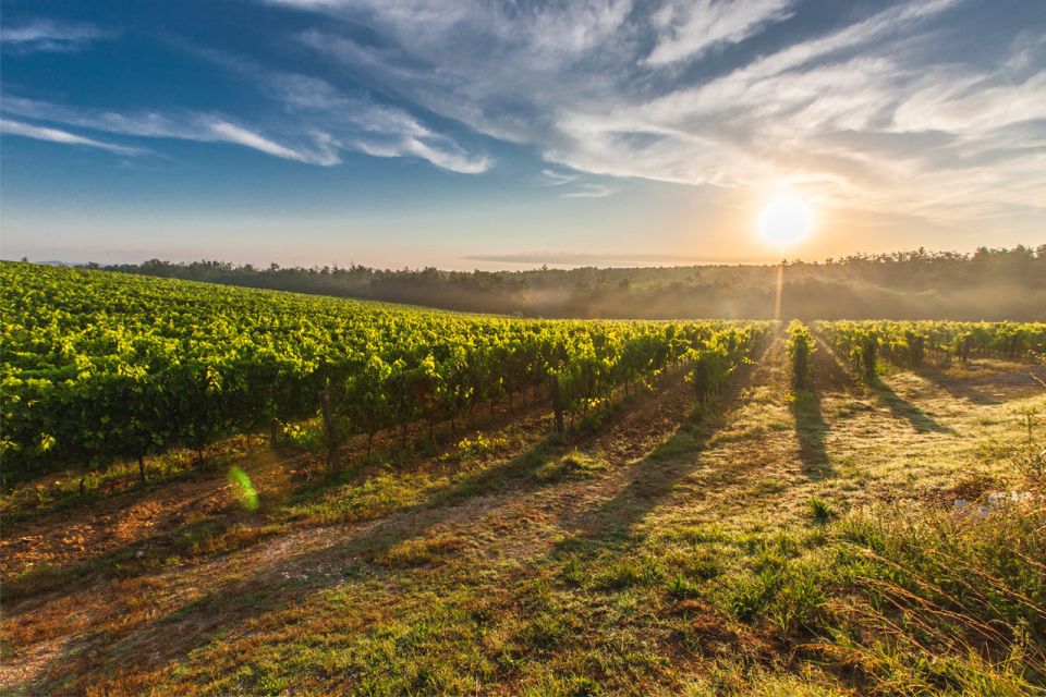 San Gimignano: Vineyard Walk With Wine Tasting in Winery - Guided Tour of the Estate