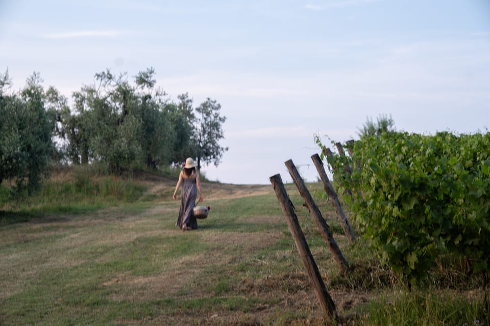 San Gimignano: Wine Tasting with Aperitivo in the Vineyard - An In-Depth Look at the Wine Tasting in San Gimignano