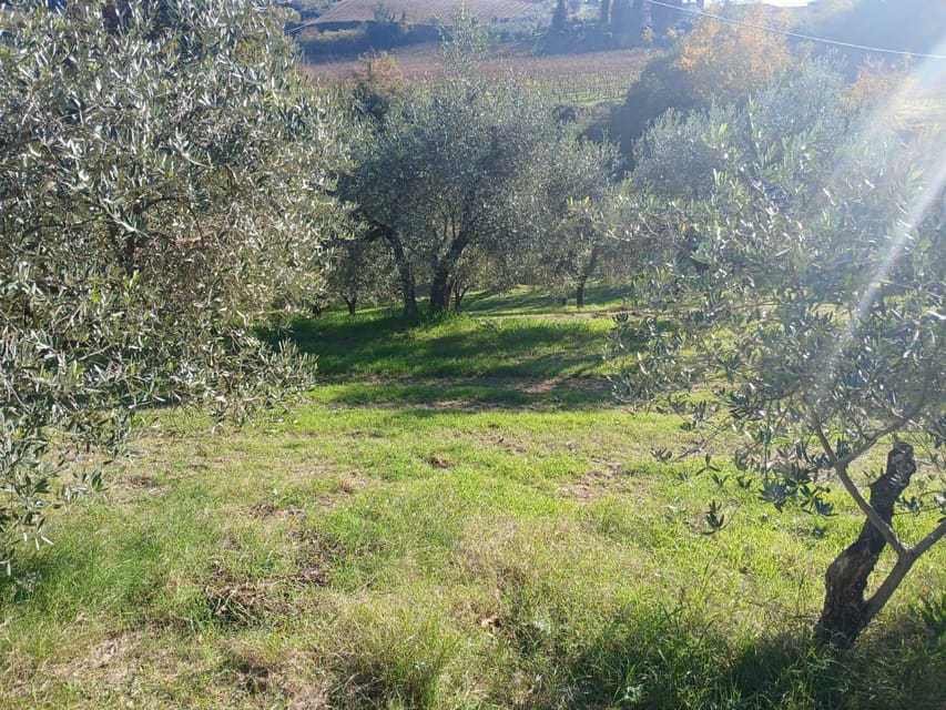 San Gimignano: Winery Visit With Picnic in Olive Grove - Key Points