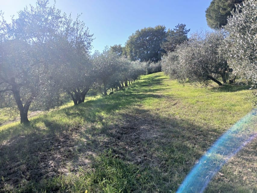 San Gimignano: Winery Visit With Picnic in Olive Grove - Important Considerations