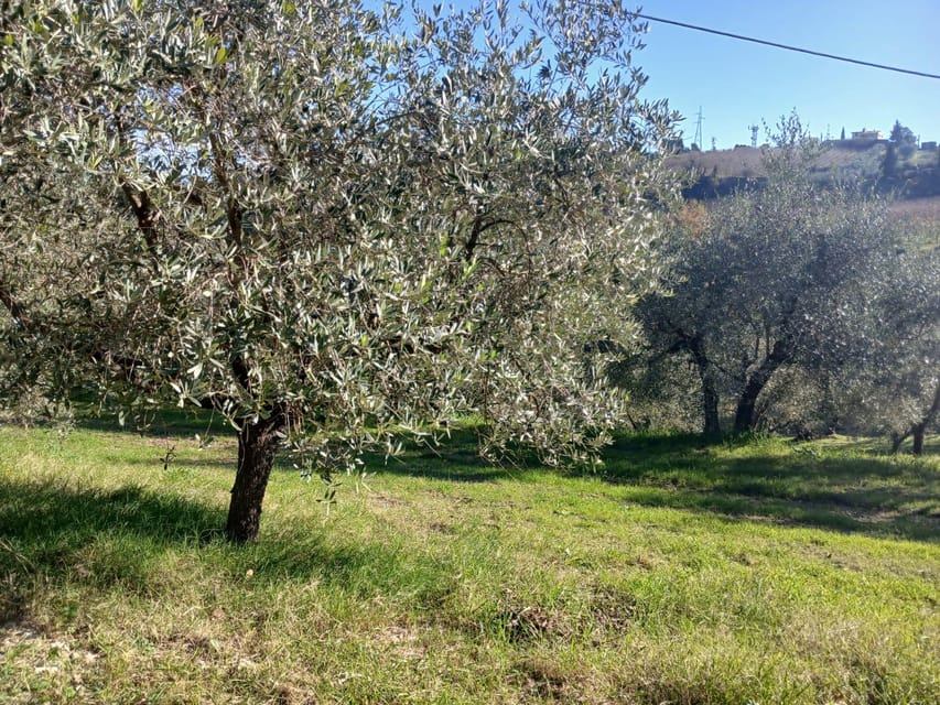 San Gimignano: Winery Visit With Picnic in Olive Grove - Ask Away