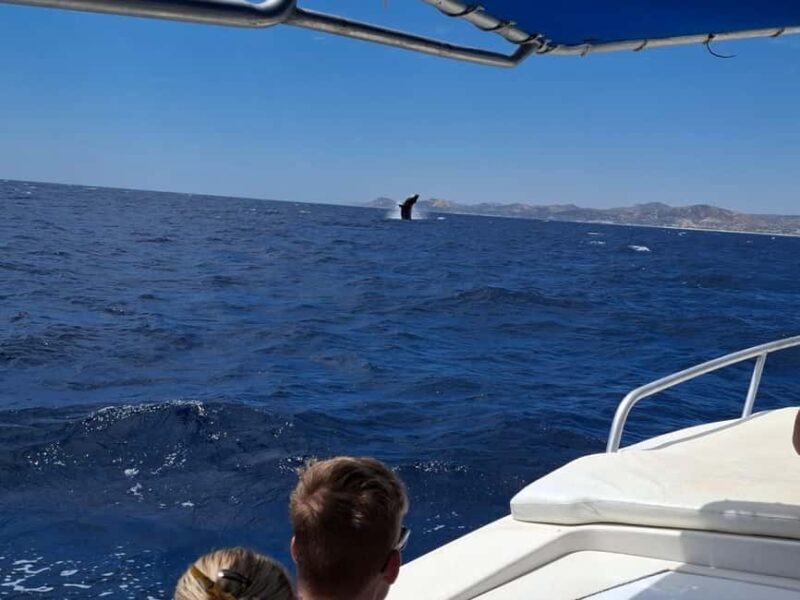San José del Cabo: Ocean Safari - Final Thoughts