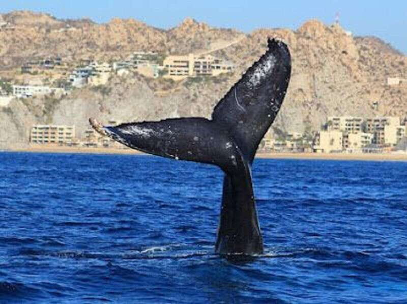San José del Cabo: Whale Watching Experience - The Experience in Detail