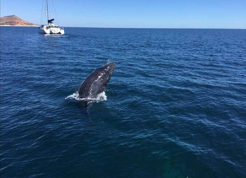 San José del Cabo: Whale Watching Experience - The Sum Up: Who Will Love This Tour?
