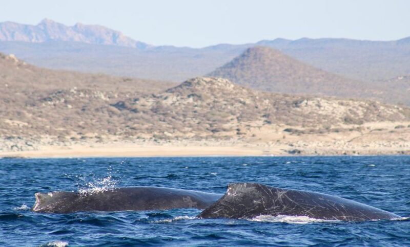 San Jose del Cabo Whale Watching Sunrise Tour - Comfort and Safety: What You Need to Know