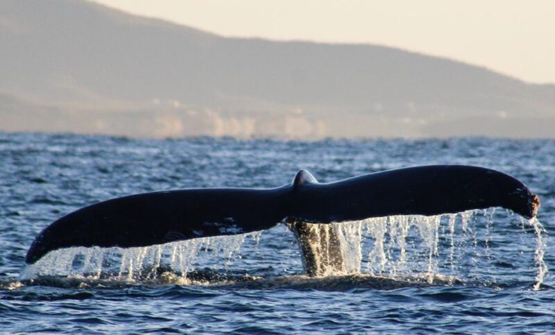 San Jose del Cabo Whale Watching Sunrise Tour - Who Should Consider This Tour?