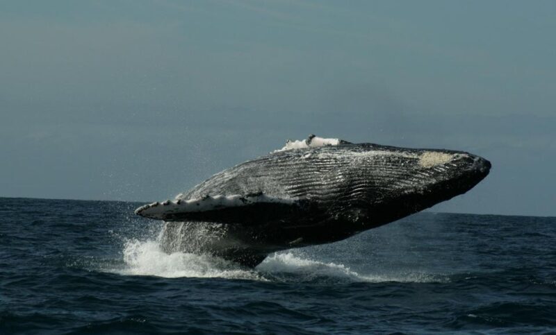 San Jose del Cabo Whale Watching Sunrise Tour - The Sum Up