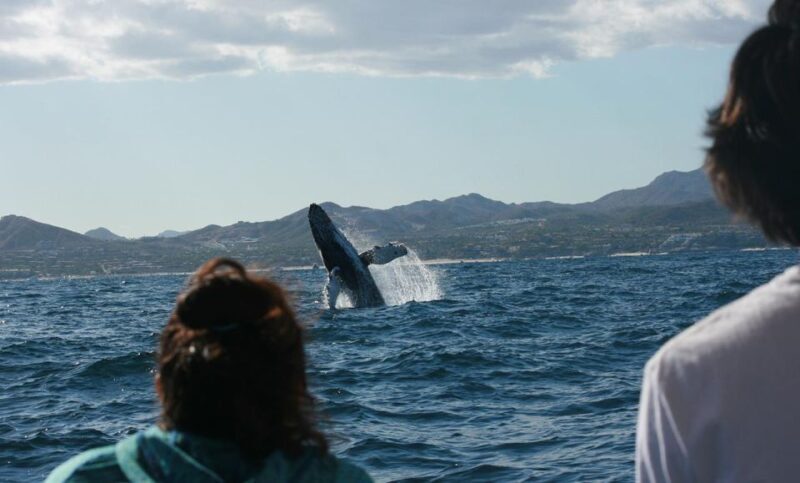 San Jose del Cabo Whale Watching - Introduction: What Makes This Whale Watching Tour Special?