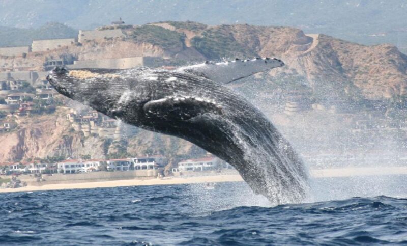 San Jose del Cabo Whale Watching - Who Will Love This Tour?