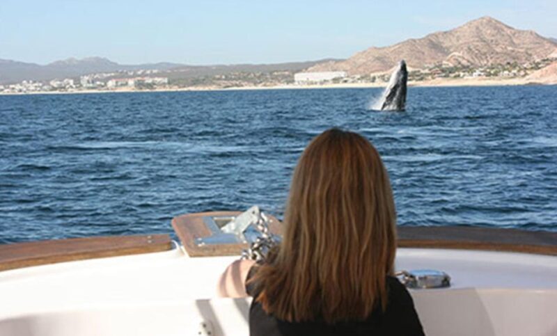 San Jose del Cabo Whale Watching - Practical Tips and Considerations