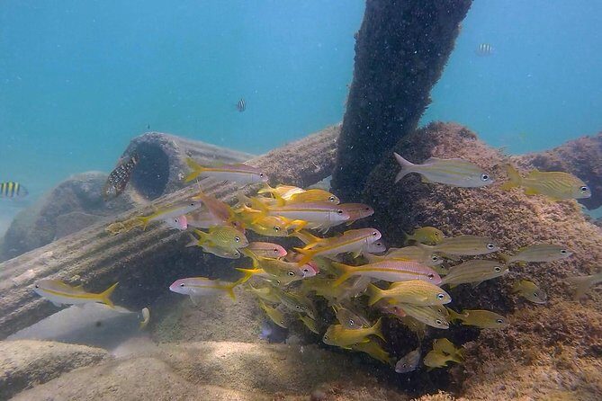 San Juan Guided Snorkel With Turtles Tour and Videos - The Sum Up: The Right Fit for Many Travelers