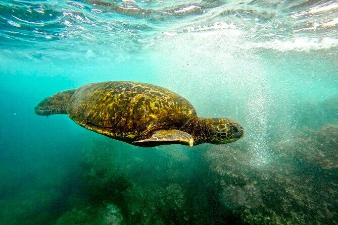 San Juan Guided Snorkel With Turtles Tour and Videos - FAQ