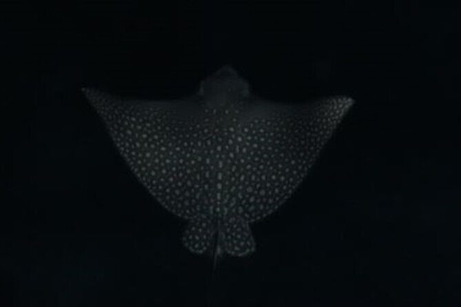 San Juan LED Night Snorkel - Who Will Love This Tour?