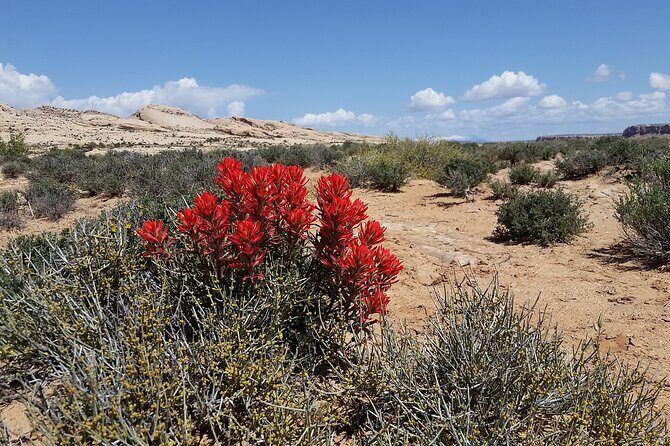 San Juan River and Hummer Cliff Dwelling Expedition - What Sets This Tour Apart: Value and Authenticity