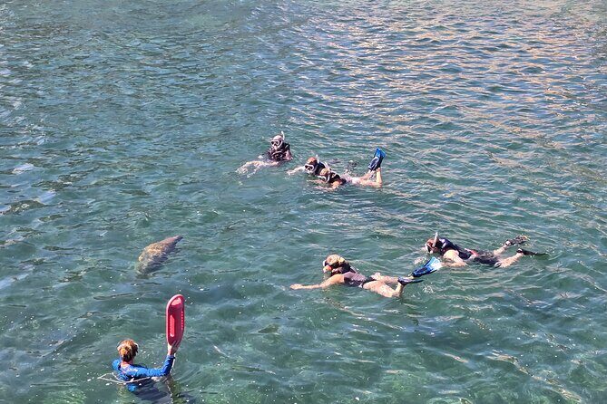 San Juan Snorkel with Turtles and Manatee's; Free Video and Rum! - Authenticity and Respect for Wildlife