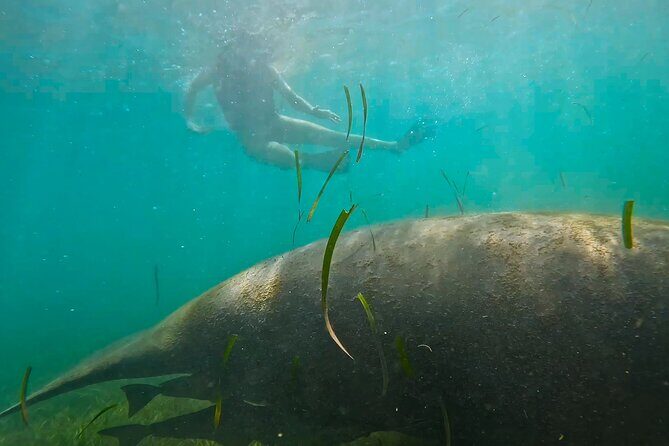 San Juan Snorkel with Turtles and Manatee's; Free Video and Rum! - FAQ