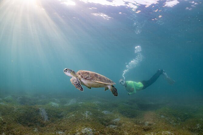 San Juan Snorkeling Tour with Fish and Turtles - The Value of the Experience