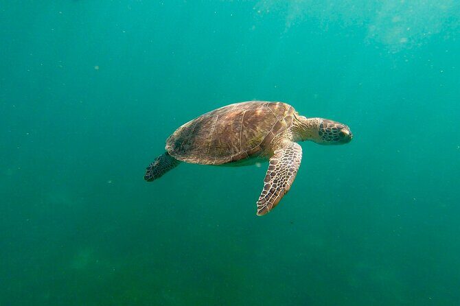 San Juan: Snorkeling with Turtles Adventure and Free Videos - What Makes This Snorkeling Tour Stand Out