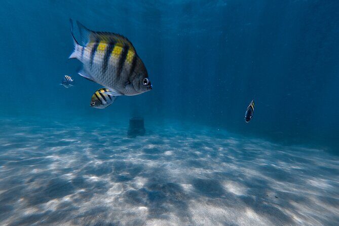 San Juan: Snorkeling with Turtles Adventure and Free Videos - Authentic Encounters and the Review Spectrum