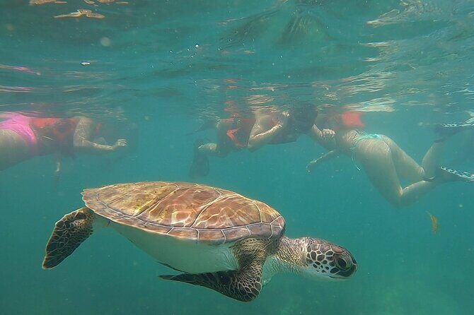San Juan: Snorkeling with Turtles Adventure and Free Videos - The Sum Up