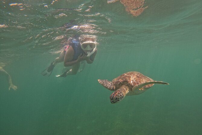San Juan Turtle Spotting Snorkel Adventure with Videos - An Overview of the Tour Experience