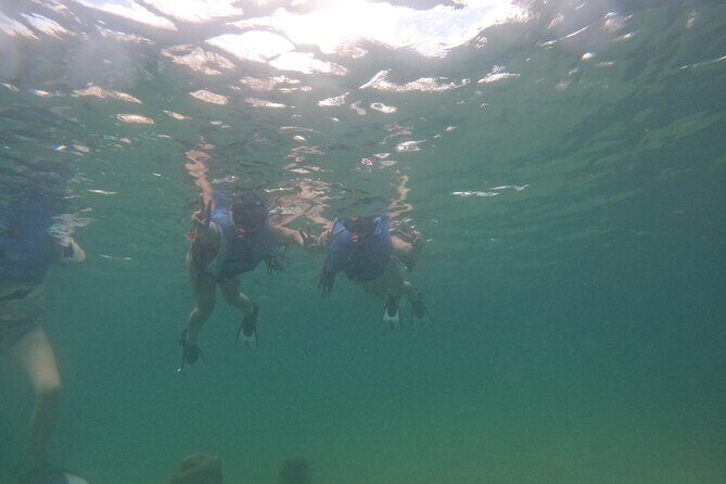 San Juan Turtle Spotting Snorkel Adventure with Videos - Authentic Experiences from Reviews