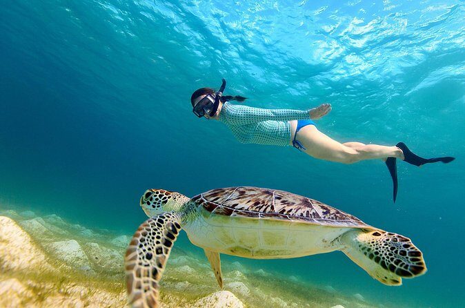 San Juan Turtle Spotting Snorkel Adventure with Videos - The Sum Up