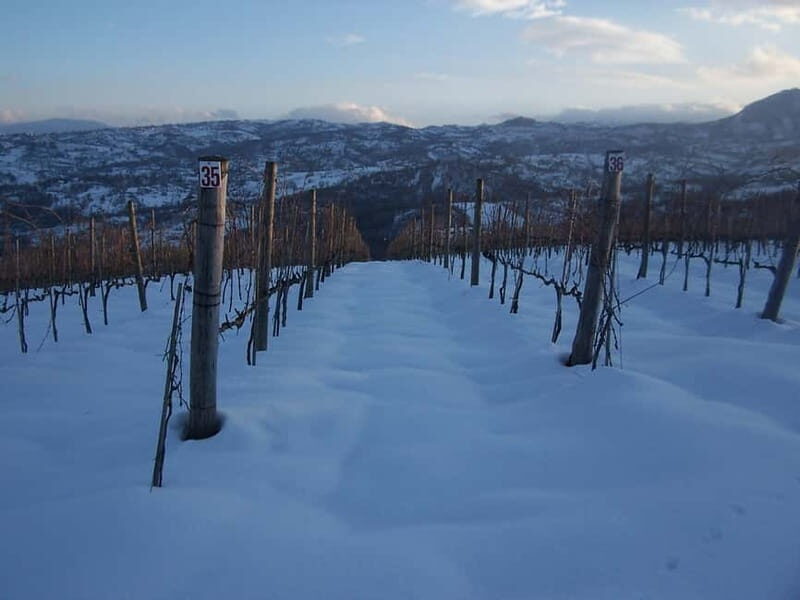 San Mango sul Calore: Wine Tasting Experience - A Walk Through the Heart of Campanian Wine and Food