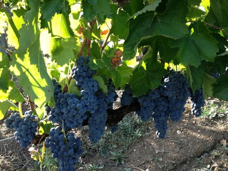 San Mango sul Calore: Wine Tasting Experience - FAQ