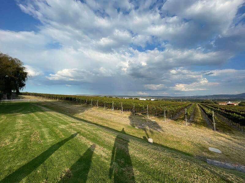 San Miguel de Allende: A Journey Through Vineyards - Authenticity and Traveler Feedback