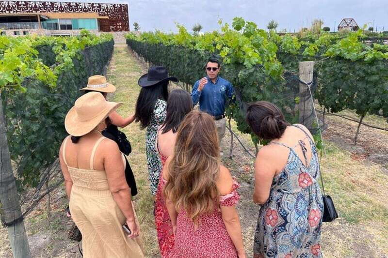 San Miguel de Allende: Local Vineyard Tour & Wine Tasting - Analyzing the Value