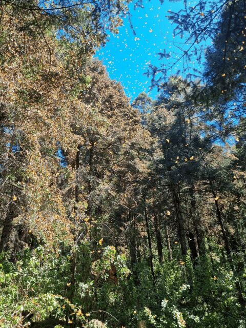 San Miguel de Allende: Monarch Butterflies Tour - Who Will Enjoy This Tour?