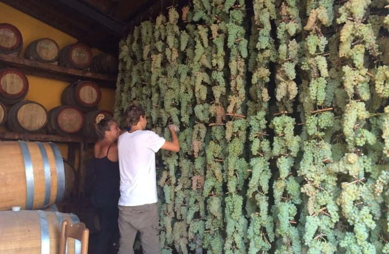 San Miniato: Organic Wine Tasting and Vineyard Tour - Key Points