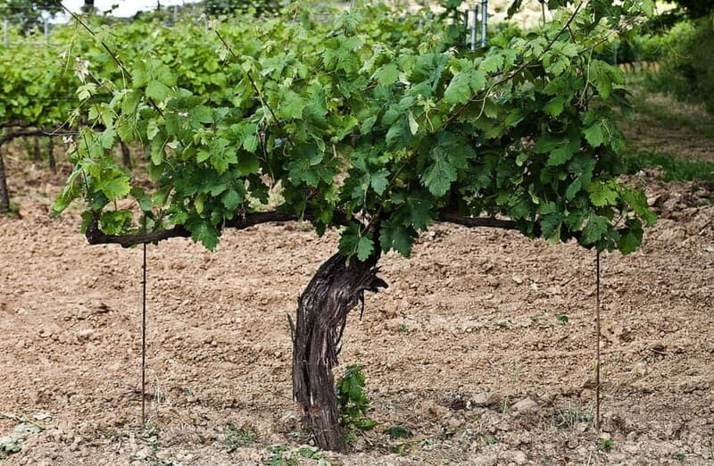 San Miniato: Organic Wine Tasting and Vineyard Tour - The Sum Up