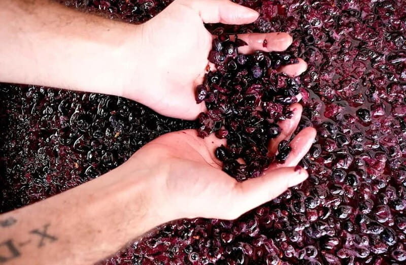 San Miniato: Organic Wine Tasting and Vineyard Tour - Frequently Asked Questions