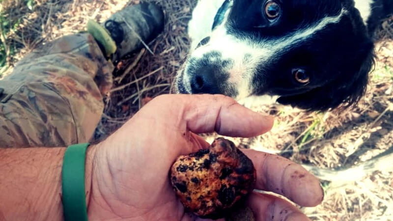 San Miniato: Truffle Hunting Experience - Introduction