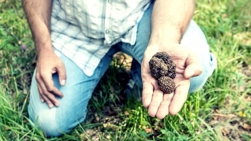 San Miniato: Truffle Hunting Experience - Key Points