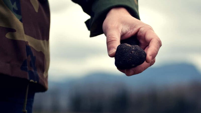San Miniato: Truffle Hunting Experience - The Value of This Experience