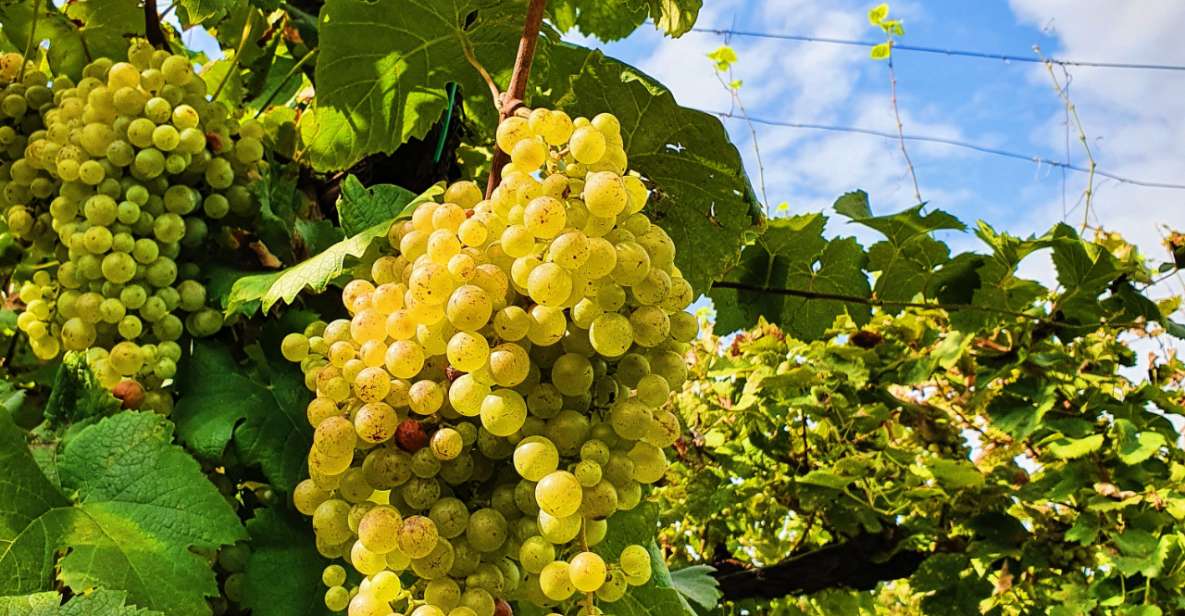San Pietro Di Feletto: Vineyard Tour With Cellar Visit - Highlights of the Experience