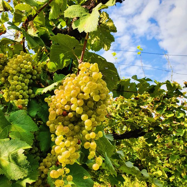 San Pietro Di Feletto: Vineyard Tour With Cellar Visit - Historical Background of the Estate