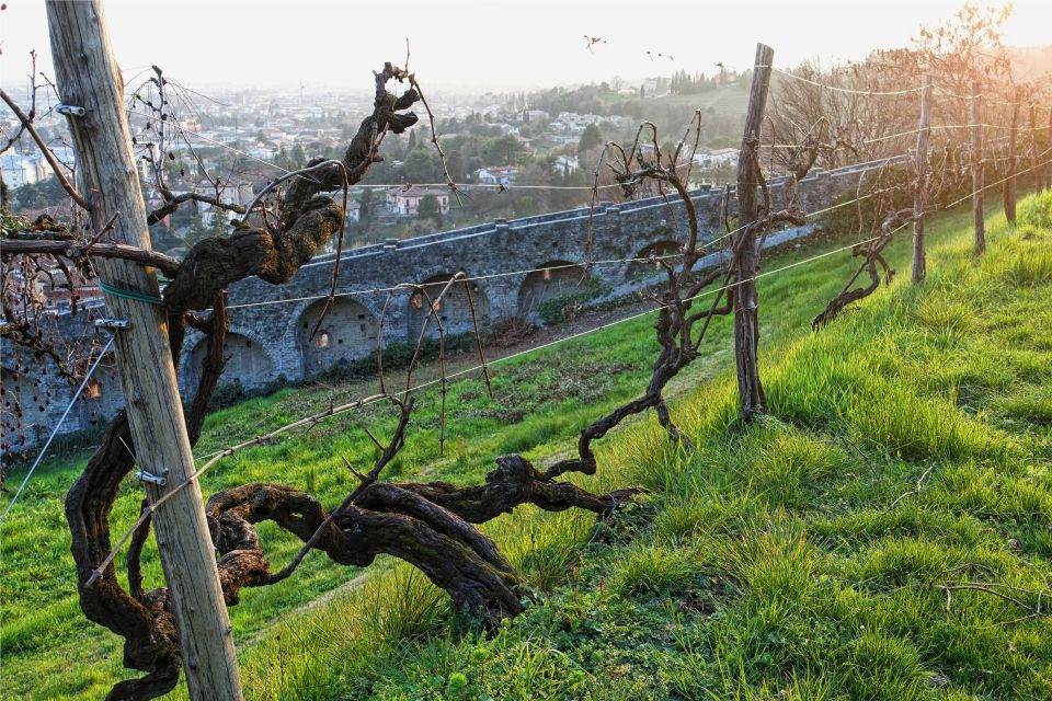 San Pietro Di Feletto: Vineyard Tour With Cellar Visit - Recap