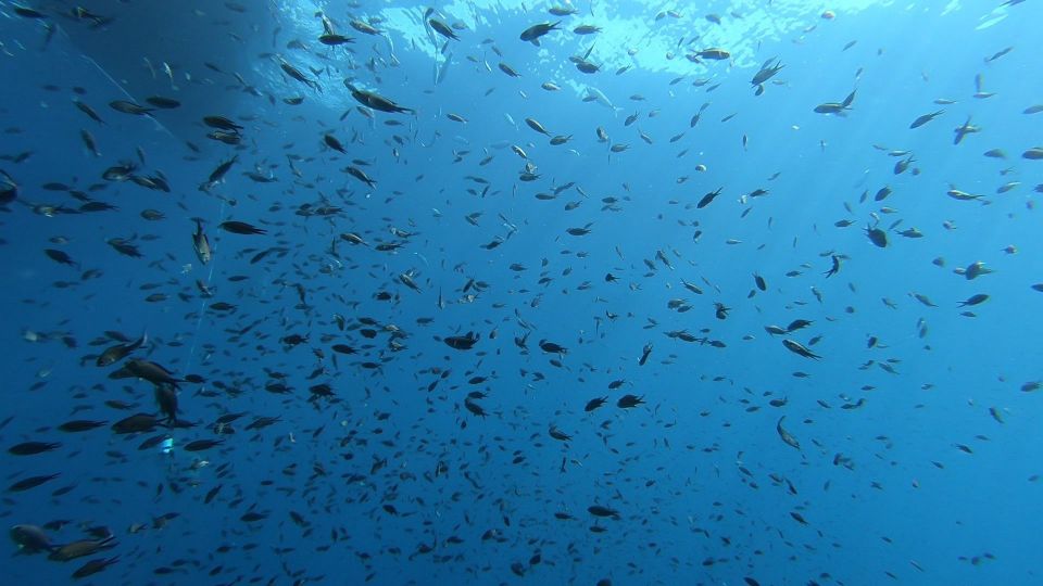 San Teodoro: Diving in the Marine Protected Area of Tavolara - Dive Depth and Certification Requirements