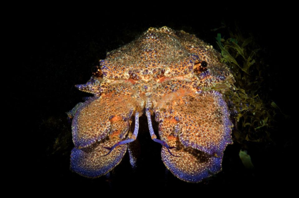 San Teodoro: Diving in the Marine Protected Area of Tavolara - Lessons on Marine Protected Area